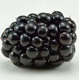 Blackberry (Rubus fruticosus)