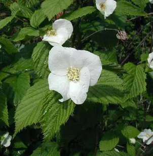 Jetbead (Rhodotypos scandens)