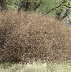 Prickly Russian Thistle (Salsola tragus)