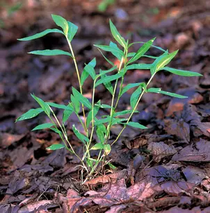 Nepalese Browntop (Microstegium vimineum)