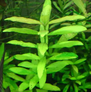 Indian Swampweed (Hygrophila polysperma)