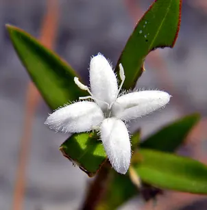 Virginia Buttonweed (Diodia virginiana)