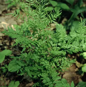 Narrowleaf Bittercress (Cardamine impatiens)
