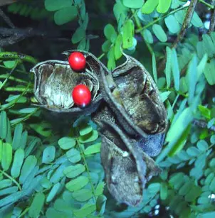 Rosarypea (Abrus precatorius)