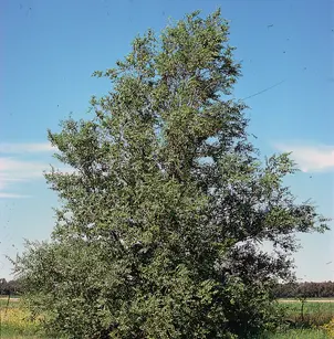 Siberian Elm (Ulmus pumila)