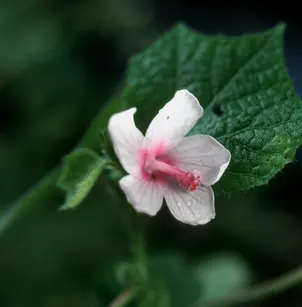 Caesarweed (Urena lobata)