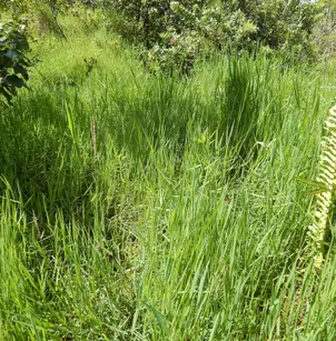 African Couchgrass (Digitaria abyssinica)