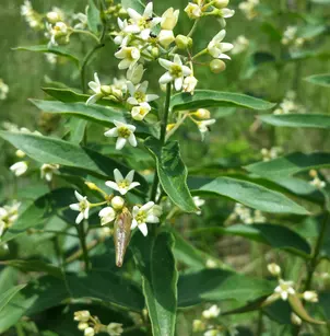 White Swallow-Wort (Cynanchum vincetoxicum)