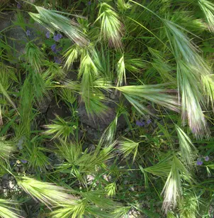 Red Brome (Bromus rubens)