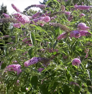 Butterfly Bush (Buddleja davidii)