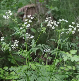 Wild Chervil (Anthriscus sylvestris)
