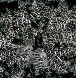 Blessed Milkthistle (Silybum marianum)