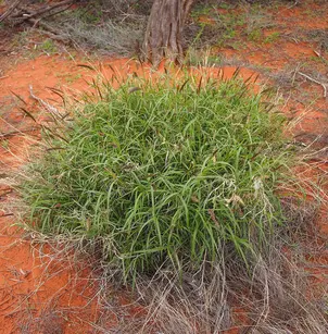 Buffelgrass (Pennisetum ciliare)