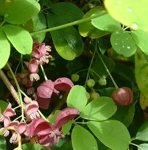 Fiveleaf Akebia (Akebia quinata)