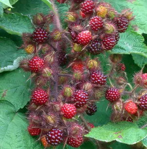 Wine Raspberry (Rubus phoenicolasius)