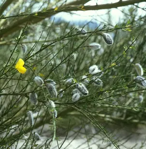 Striated Broom (Cytisus striatus)
