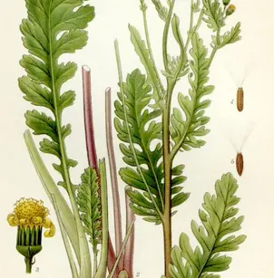 Stinking Willie (Senecio jacobaea)