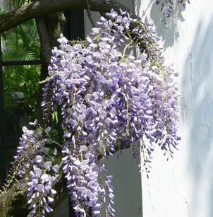 Japanese Wisteria (Wisteria floribunda)