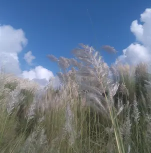 Wild Sugarcane (Saccharum spontaneum)