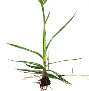 Yellow Nutsedge (Cyperus esculentus)
