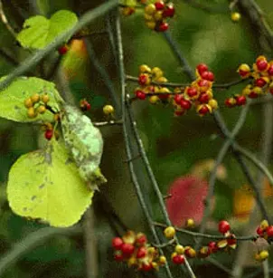 Oriental Bittersweet (Celastrus orbiculatus)