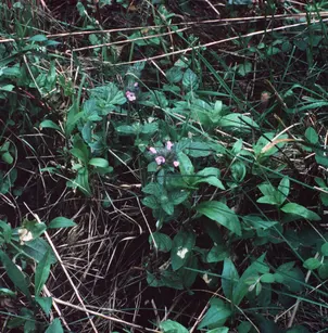 Wild Basil (Clinopodium vulgare)