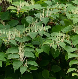 Japanese Knotweed (Polygonum cuspidatum)