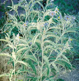 Silverleaf Nightshade (Solanum elaeagnifolium)