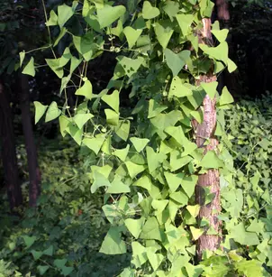 Asiatic Tearthumb (Polygonum perfoliatum)