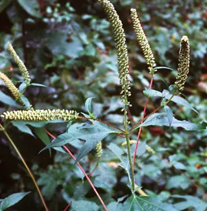Great Ragweed (Ambrosia trifida)