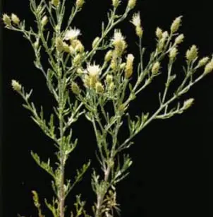 Diffuse Knapweed (Centaurea diffusa)