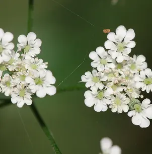 Erect Hedgeparsley (Torilis japonica)