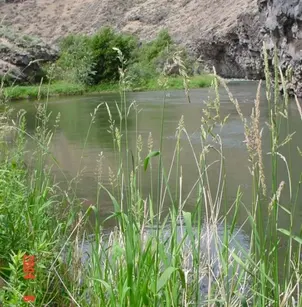 Reed Canarygrass (Phalaris arundinacea)