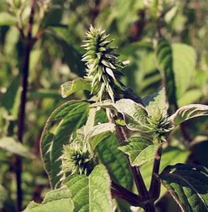 Japanese Chaff Flower (Achyranthes japonica)