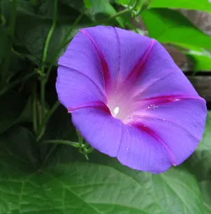 Common Morning Glory (Ipomoea purpurea)