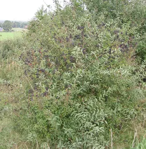 Wild Privet (Ligustrum vulgare)