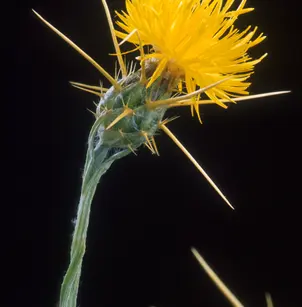 Yellow Star-Thistle (Centaurea solstitialis)