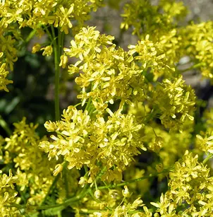 Dyer's Woad (Isatis tinctoria)