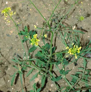 Creeping Yellowcress (Rorippa sylvestris)