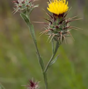 Maltese Star-Thistle (Centaurea melitensis)