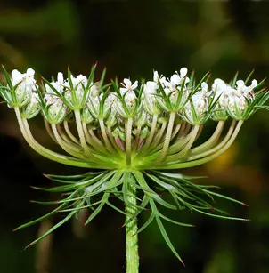 Carrot (Daucus carota)