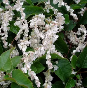 Bukhara Fleeceflower (Polygonum baldschuanicum)