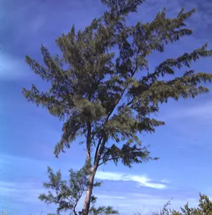 Beach Sheoak (Casuarina equisetifolia)