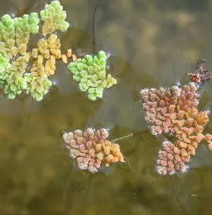 Feathered Mosquitofern (Azolla pinnata)