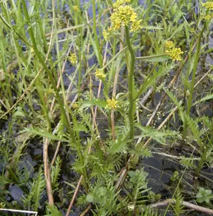 Great Yellowcress (Rorippa amphibia)