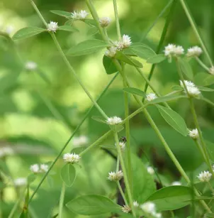 Sessile Joyweed (Alternanthera sessilis)