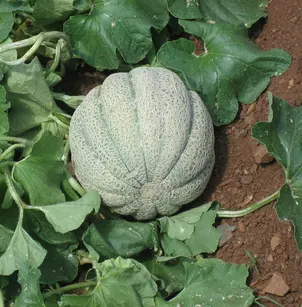 Cantaloupe (Cucumis melo)