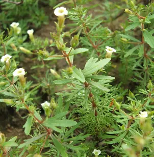 Indian Marshweed (Limnophila indica)