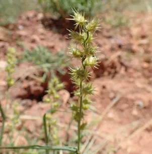 Mat Sandbur (Cenchrus longispinus)