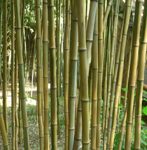 Yellow Groove Bamboo (Phyllostachys aureosulcata)